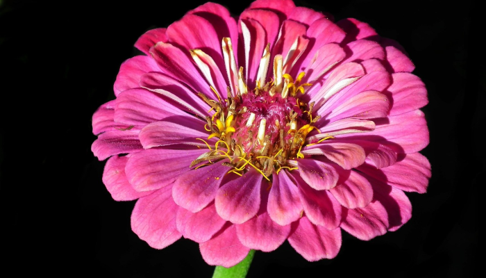 辅助开挂神器“开心武汉花确实真的有挂”其实确实有挂 辅助开挂神器“开心武汉花确实真的有挂”其实确实有挂