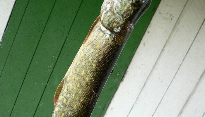 开挂辅助工具“捕鱼上分作弊”其实确实有挂