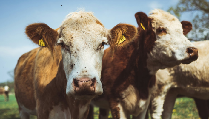 限时分享“壹起牛牛有没有挂”其实确实有挂 限时分享“壹起牛牛有没有挂”其实确实有挂