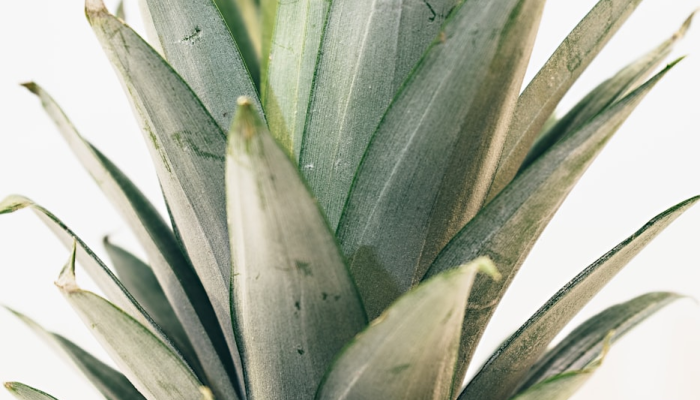 限时分享“乐清大菠萝有挂吗”其实确实有挂