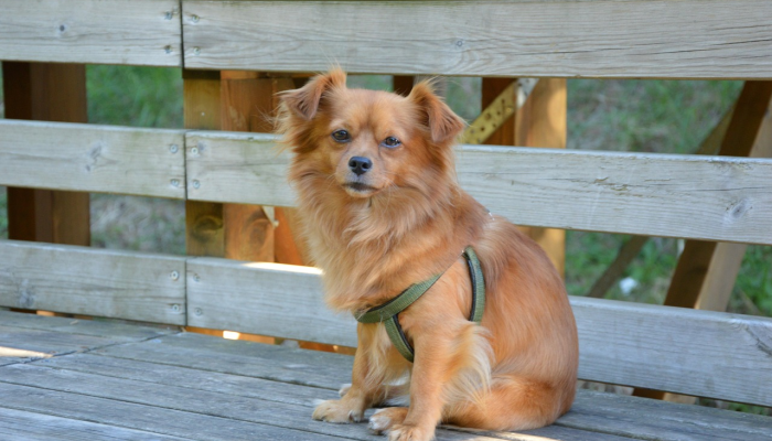 辅助开挂神器“哈狗游戏十三道辅助”开挂(透视)辅助教程