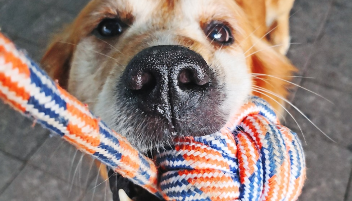 辅助开挂神器“哈狗游戏十三道辅助”2025开挂教程步骤 辅助开挂神器“哈狗游戏十三道辅助”2025开挂教程步骤