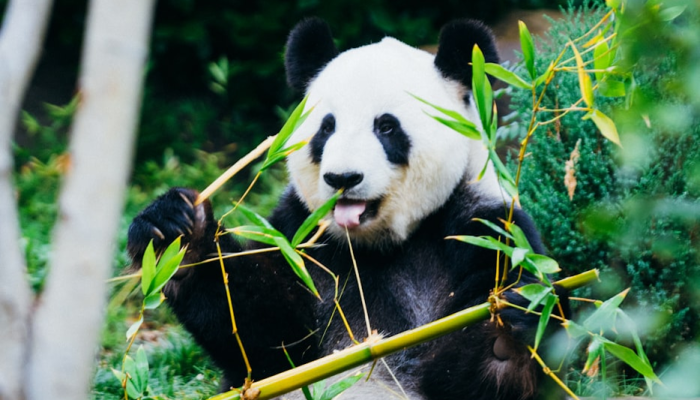 限时分享“熊猫开挂作弊软件”其实确实有挂