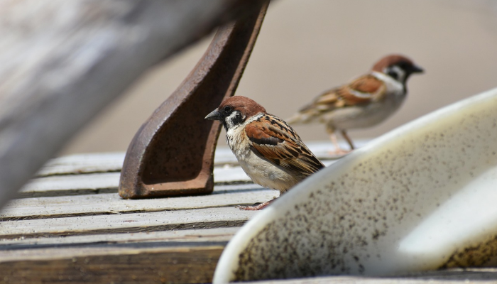 限时分享“金雀汇到底有挂吗”其实确实有挂