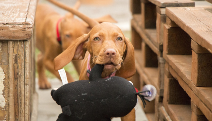 辅助开挂神器“哈狗游戏开挂辅助软件”其实确实有挂