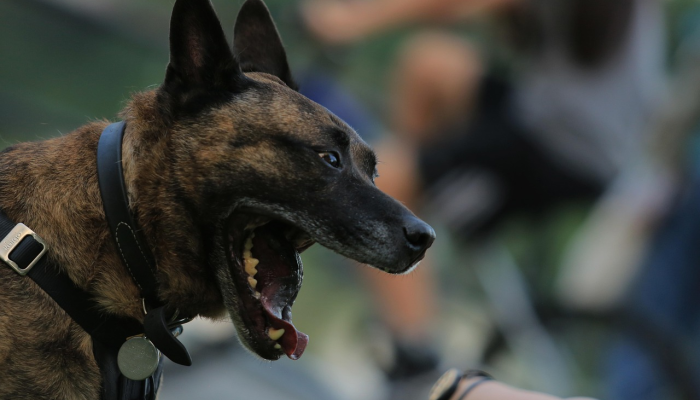 独家辅助解答“哈狗游戏十三道辅助+透视挂(开挂)2026必备