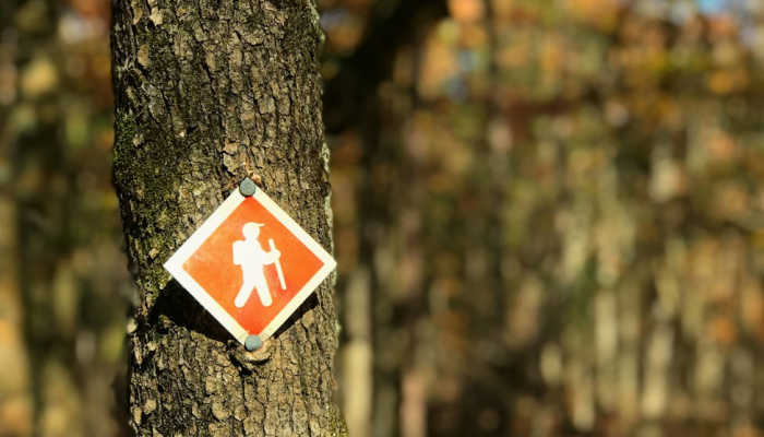 限时分享“梧桐树开挂安全吗”其实确实有挂