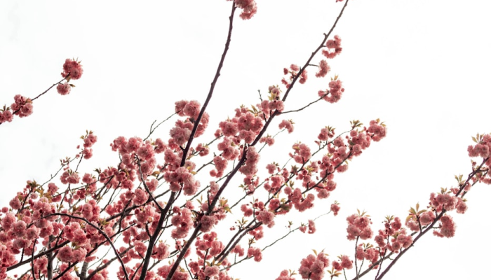 辅助开挂神器“樱花梦雨真的可以开挂吗”其实确实有挂