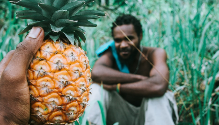 限时分享“哈糖大菠萝可以开挂”开挂详细教程