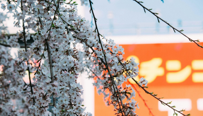 独家辅助解答“樱花众娱有没有透视挂”太坑了真的有挂