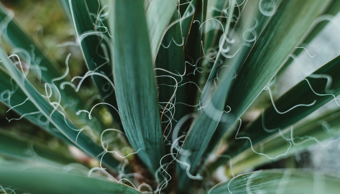 辅助神器“佛手在线大菠萝可以开挂吗”(透视)其实确实有挂