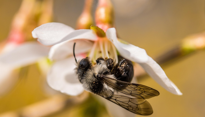 开挂辅助工具“蜜蜂众娱真的确实有挂”其实确实有挂 开挂辅助工具“蜜蜂众娱真的确实有挂”其实确实有挂
