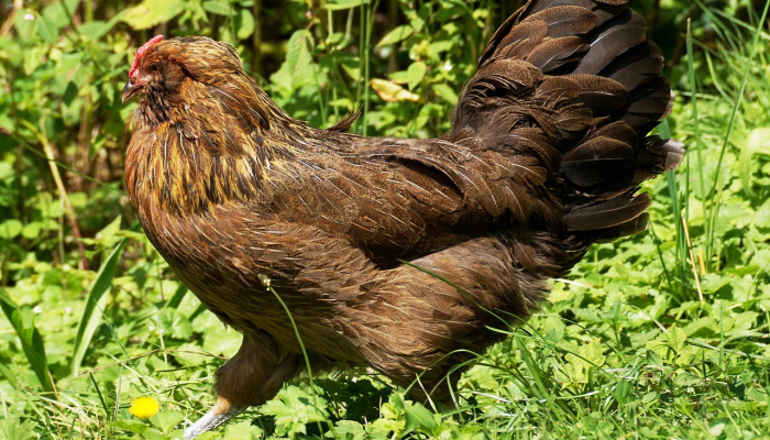 限时分享“开心安徽比鸡有辅助挂”开挂详细教程