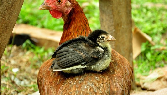 开挂辅助工具“天天比鸡可以买挂吗”(透视)其实确实有挂