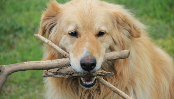 独家辅助解答“哈狗游戏十三道辅助”太坑了真的有挂 独家辅助解答“哈狗游戏十三道辅助”太坑了真的有挂