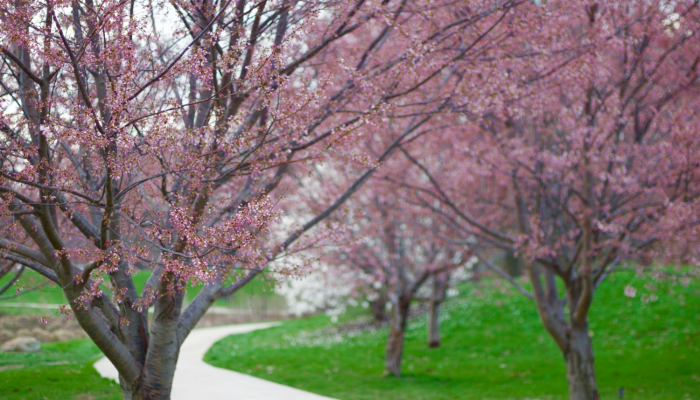 必看教程“樱花众娱有没有透视挂+透视挂(开挂)2026必备