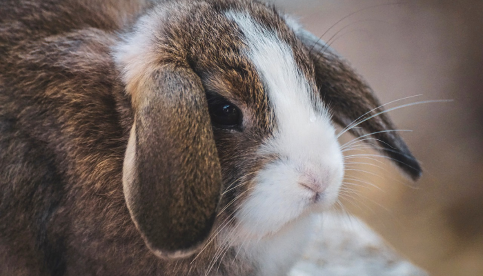 限时分享“呗兔真的确实有挂吗”开挂详细教程