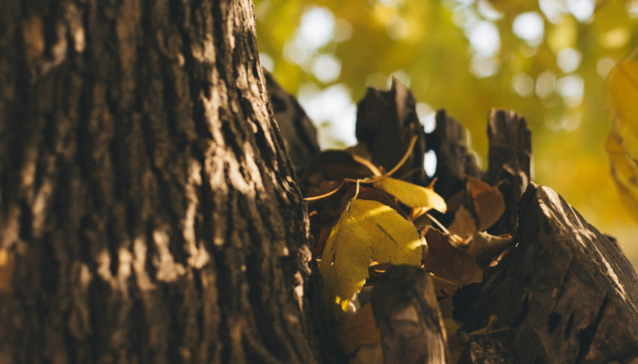 限时分享“梧桐树开挂安全吗”开挂详细教程