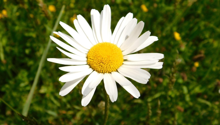 辅助神器“天胡荽的功效与作用”其实确实有挂