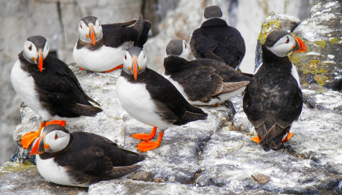 辅助开挂神器“新青鸟真的有挂吗”开挂详细教程