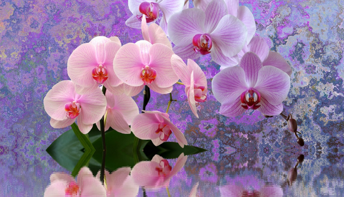 限时分享“开心武汉花有没有挂”开挂详细教程 限时分享“开心武汉花有没有挂”开挂详细教程