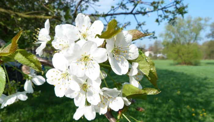 万能开挂辅助“樱花之盛确实真的有挂”详细分享装挂步骤