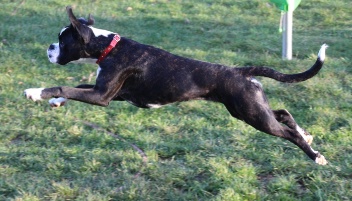 限时分享“哈狗游戏开挂辅助软件”开挂详细教程 限时分享“哈狗游戏开挂辅助软件”开挂详细教程