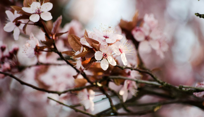限时分享“樱花梦雨真的可以开挂吗”开挂详细教程