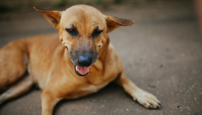 万能开挂辅助“哈狗游戏十三道辅助”详细分享装挂步骤
