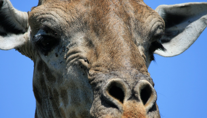 限时分享“玩呗斗牛要怎样才能开挂”开挂详细教程