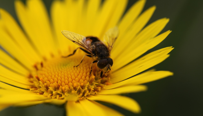 辅助神器“蜜蜂众娱真的确实有挂”其实确实有挂