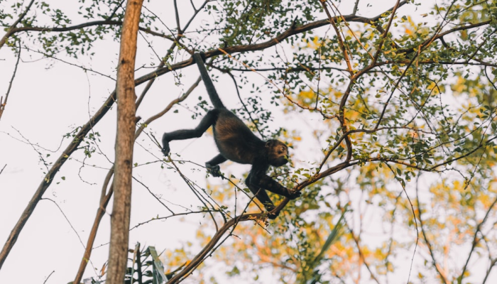 万能开挂辅助“麦穗真的有挂吗”详细分享装挂步骤