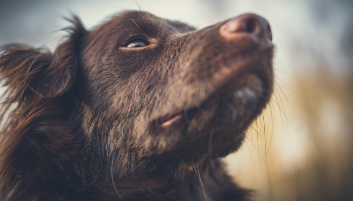 实测教程”哈狗游戏开挂辅助软件”分享用挂教程 实测教程”哈狗游戏开挂辅助软件”分享用挂教程