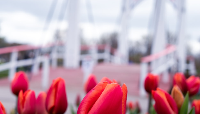 限时分享“同欣武汉花到底有挂吗”开挂详细教程 限时分享“同欣武汉花到底有挂吗”开挂详细教程