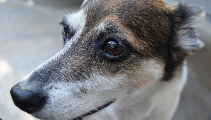 开挂辅助工具“哈狗游戏辅助软件”(透视)其实确实有挂