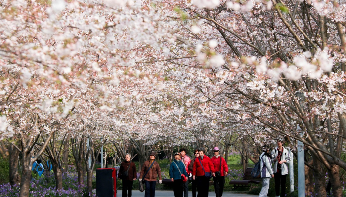 开挂辅助工具“樱花众娱开挂辅助器哪里有”其实确实有挂
