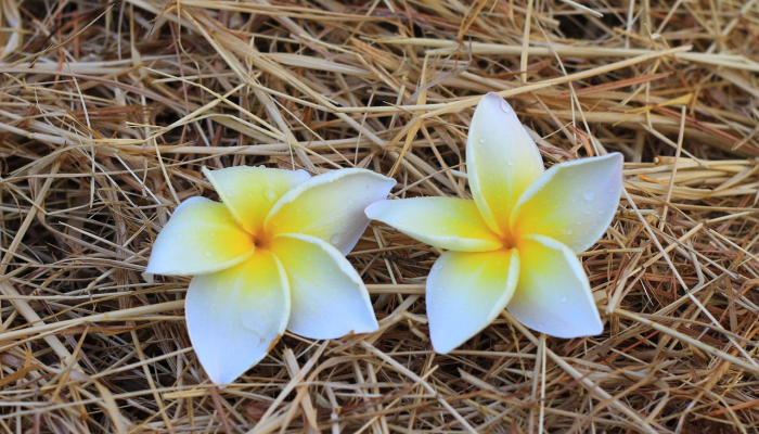 实测教程”开心武汉花是不是有挂”【透视软件教程分享】