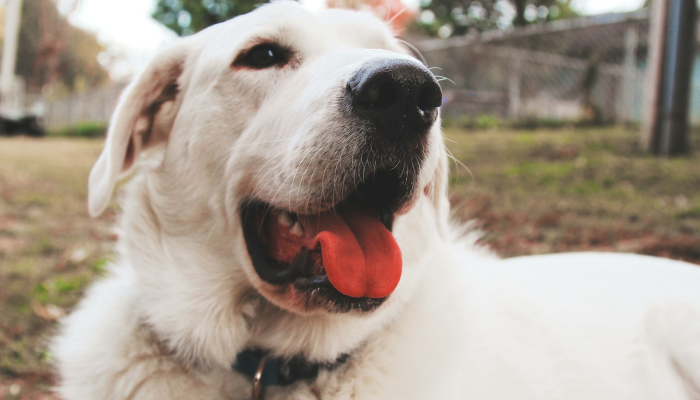 辅助开挂神器“哈狗游戏十三道有挂吗”分享必要外挂教程